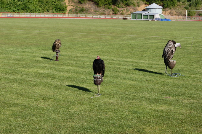 2012.5.18. Ukázka dravých ptáků a sov
