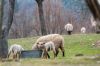ovce-mbarik-202003-1-1000~0.jpg